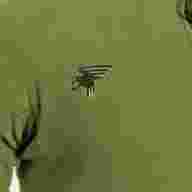 FORRO POLAR EXPLORER   - FORRO POLAR EXPLORER  